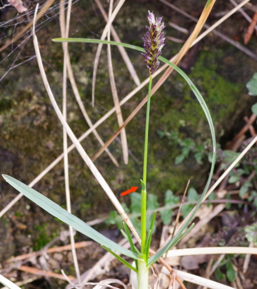 Pflanzenbild gross Kalk-Blaugras - Sesleria caerulea