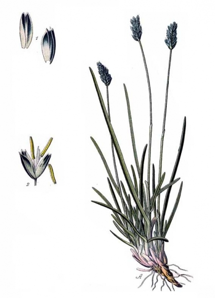 Pflanzenbild gross Kalk-Blaugras - Sesleria caerulea