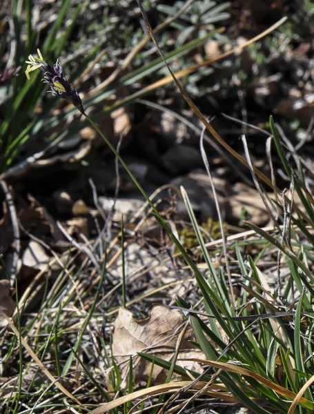 Pflanzenbild gross Kalk-Blaugras - Sesleria caerulea