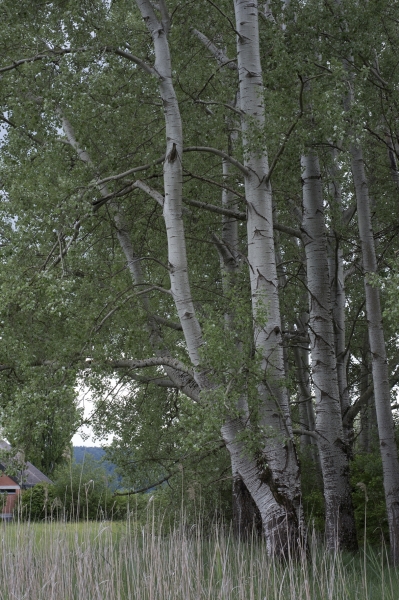 Pflanzenbild gross Silber-Pappel - Populus alba