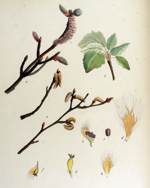 Pflanzenbild gross Silber-Pappel - Populus alba
