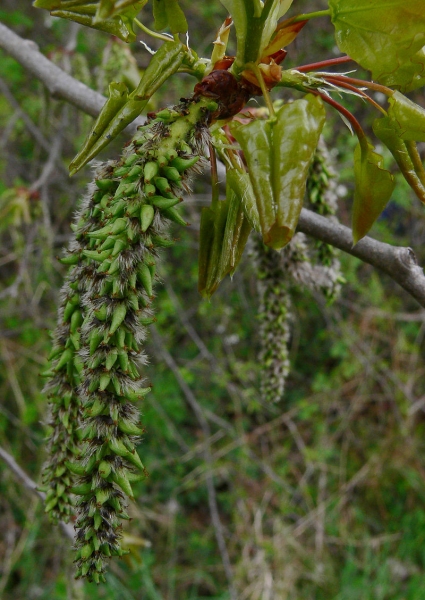 Pflanzenbild gross Zitter-Pappel - Populus tremula