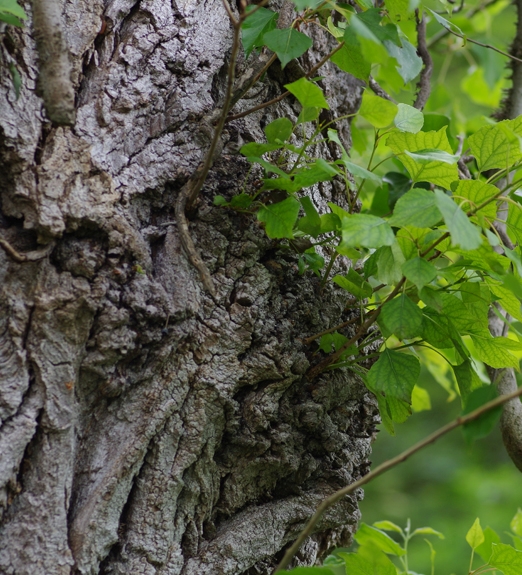 Pflanzenbild gross Schwarz-Pappel - Populus nigra