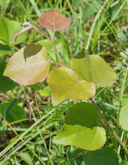 Pflanzenbild gross Schwarz-Pappel - Populus nigra