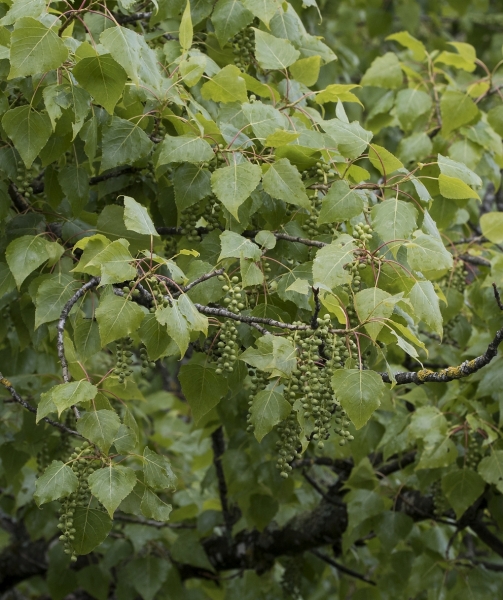 Pflanzenbild gross Schwarz-Pappel - Populus nigra