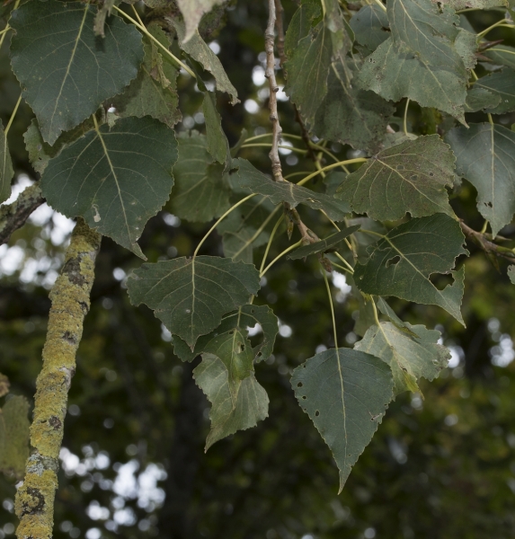 Pflanzenbild gross Schwarz-Pappel - Populus nigra