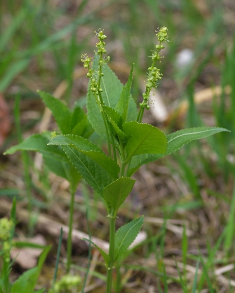 Pflanzenbild gross Wald-Bingelkraut - Mercurialis perennis