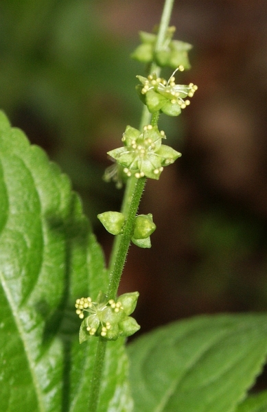 Pflanzenbild gross Wald-Bingelkraut - Mercurialis perennis