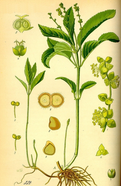 Pflanzenbild gross Wald-Bingelkraut - Mercurialis perennis