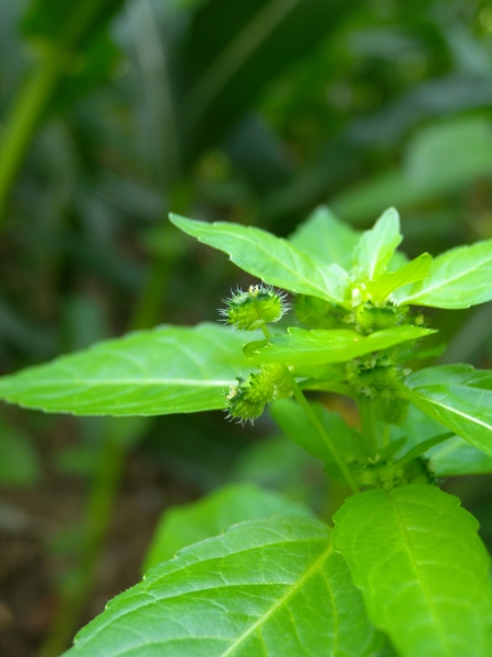 Pflanzenbild gross Einjähriges Bingelkraut - Mercurialis annua