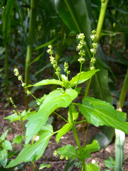 Pflanzenbild gross Einjähriges Bingelkraut - Mercurialis annua