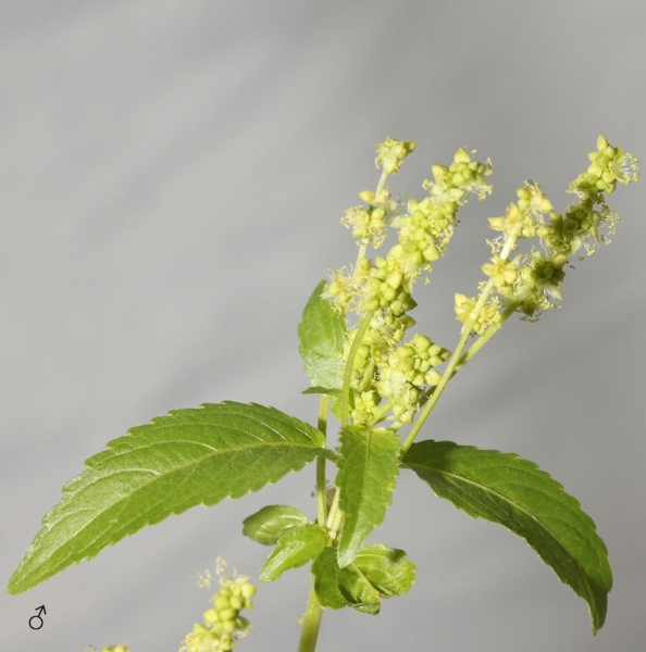 Pflanzenbild gross Einjähriges Bingelkraut - Mercurialis annua