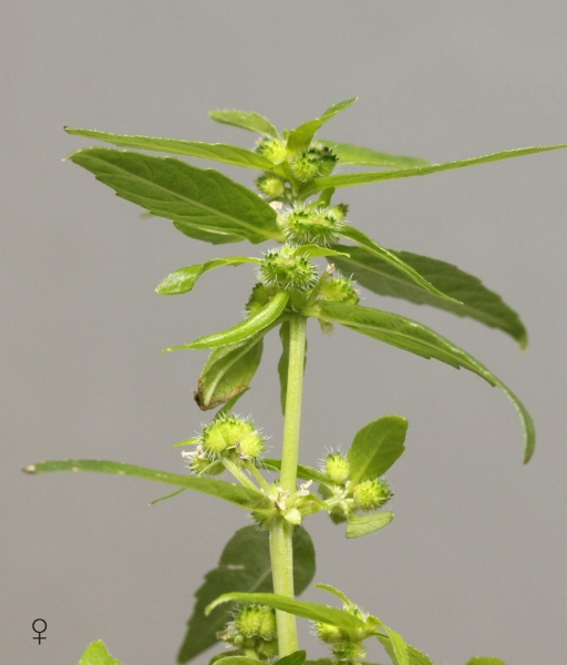Pflanzenbild gross Einjähriges Bingelkraut - Mercurialis annua