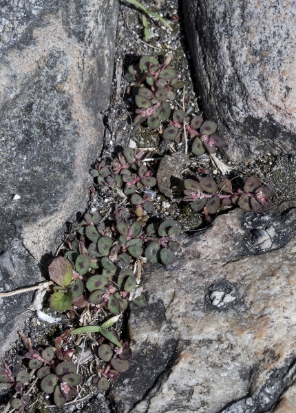 Pflanzenbild gross Gefleckte Wolfsmilch - Euphorbia maculata