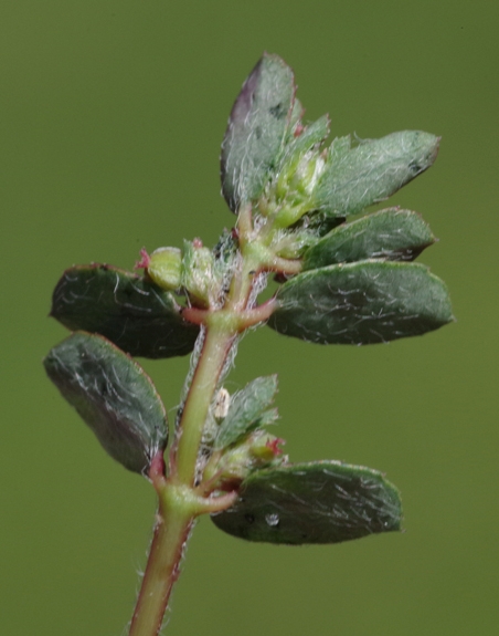 Pflanzenbild gross Gefleckte Wolfsmilch - Euphorbia maculata