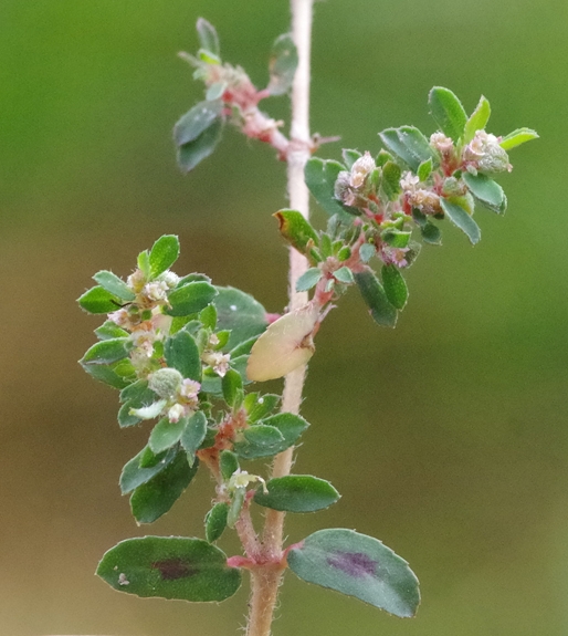 Pflanzenbild gross Gefleckte Wolfsmilch - Euphorbia maculata
