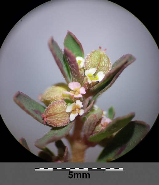 Pflanzenbild gross Gefleckte Wolfsmilch - Euphorbia maculata