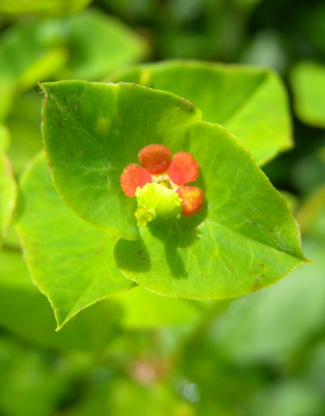 Pflanzenbild gross Süsse Wolfsmilch - Euphorbia dulcis