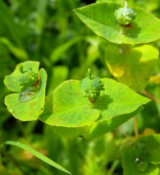 Pflanzenbild gross Süsse Wolfsmilch - Euphorbia dulcis