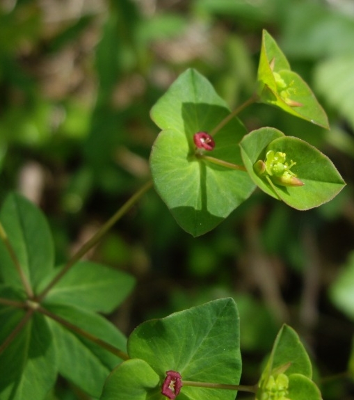 Pflanzenbild gross Süsse Wolfsmilch - Euphorbia dulcis