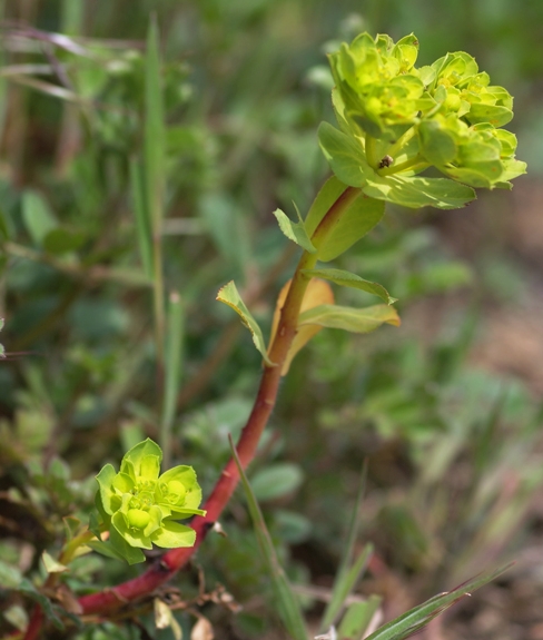 Pflanzenbild gross Sonnenwend-Wolfsmilch - Euphorbia helioscopia