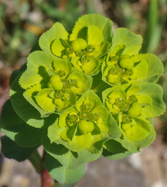 Pflanzenbild gross Sonnenwend-Wolfsmilch - Euphorbia helioscopia