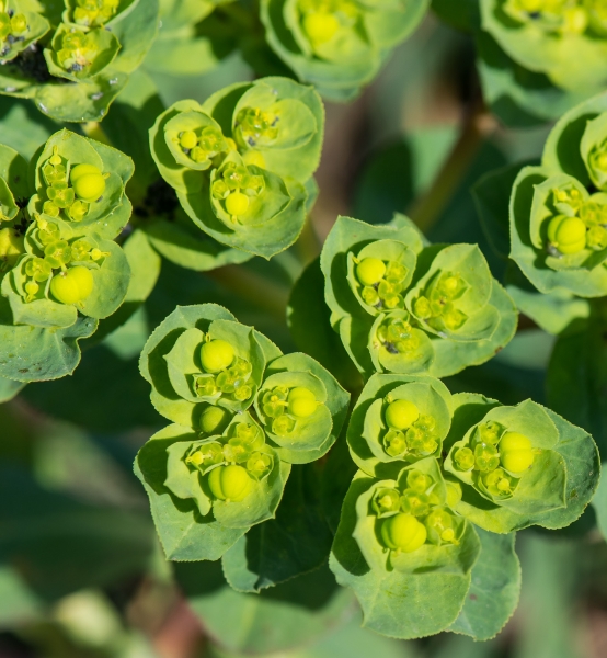 Pflanzenbild gross Sonnenwend-Wolfsmilch - Euphorbia helioscopia