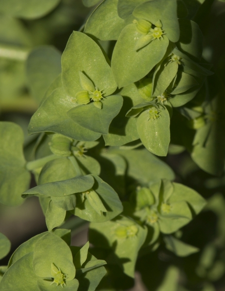 Pflanzenbild gross Garten-Wolfsmilch - Euphorbia peplus
