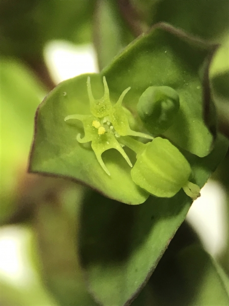 Pflanzenbild gross Garten-Wolfsmilch - Euphorbia peplus