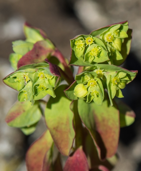 Pflanzenbild gross Garten-Wolfsmilch - Euphorbia peplus