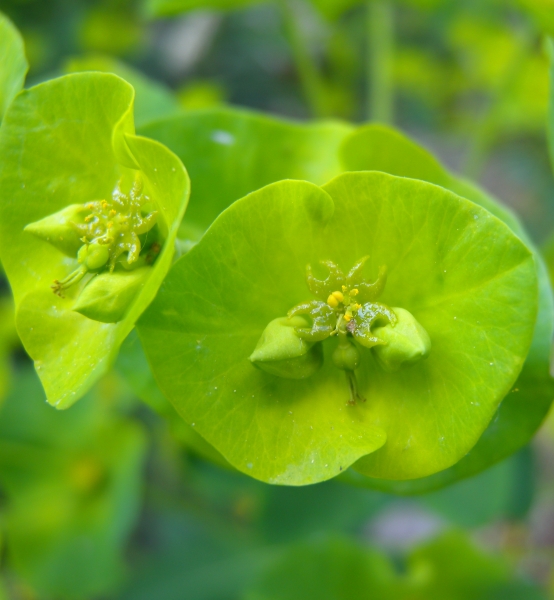 Pflanzenbild gross Mandelblättrige Wolfsmilch - Euphorbia amygdaloides
