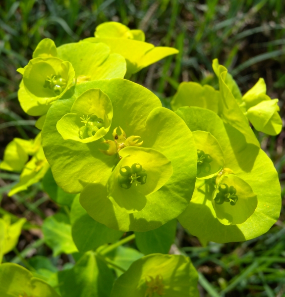 Pflanzenbild gross Mandelblättrige Wolfsmilch - Euphorbia amygdaloides