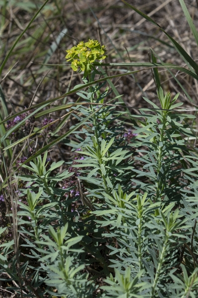 Pflanzenbild gross Steppen-Wolfsmilch - Euphorbia seguieriana subsp. seguieriana