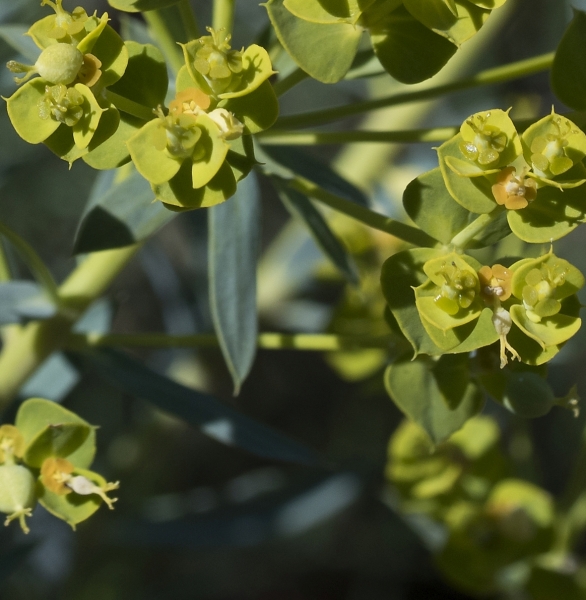 Pflanzenbild gross Steppen-Wolfsmilch - Euphorbia seguieriana subsp. seguieriana