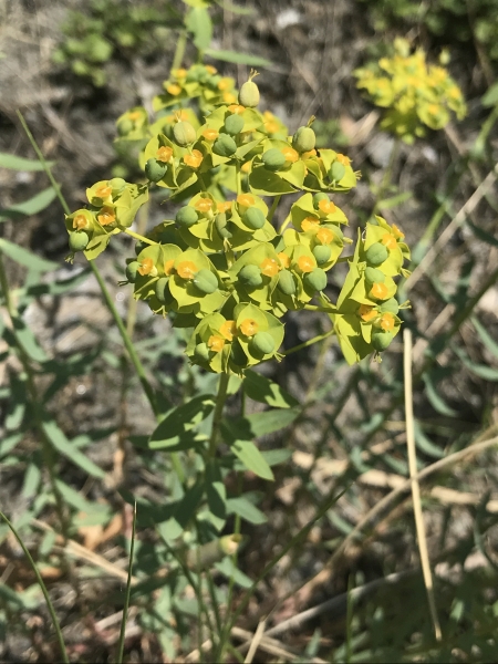 Pflanzenbild gross Steppen-Wolfsmilch - Euphorbia seguieriana subsp. seguieriana