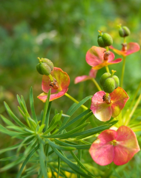 Pflanzenbild gross Zypressenblättrige Wolfsmilch - Euphorbia cyparissias