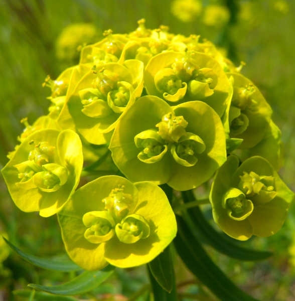 Pflanzenbild gross Zypressenblättrige Wolfsmilch - Euphorbia cyparissias