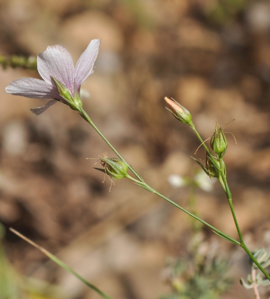 Pflanzenbild gross Feinblättriger Lein - Linum tenuifolium