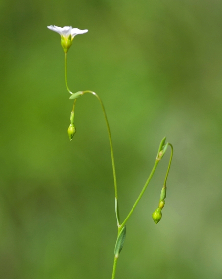 Pflanzenbild gross Purgier-Lein - Linum catharticum