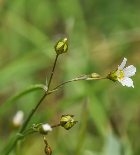 Pflanzenbild gross Purgier-Lein - Linum catharticum