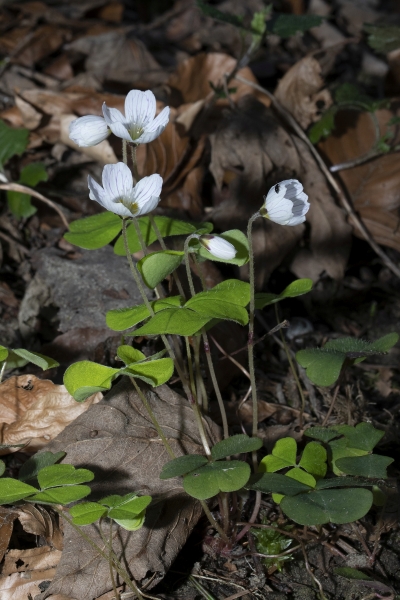 Pflanzenbild gross Wald-Sauerklee - Oxalis acetosella
