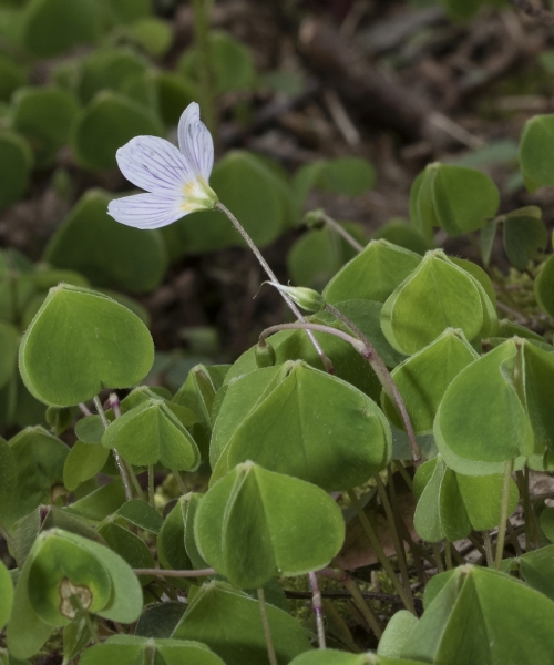 Pflanzenbild gross Wald-Sauerklee - Oxalis acetosella
