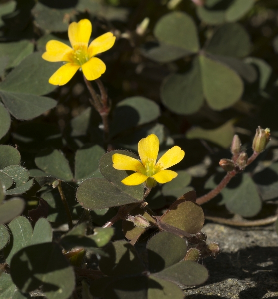 Pflanzenbild gross Gehörnter Sauerklee - Oxalis corniculata