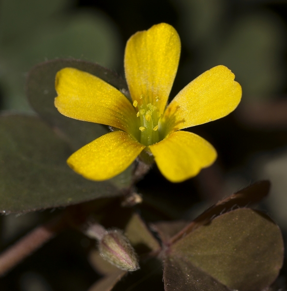 Pflanzenbild gross Gehörnter Sauerklee - Oxalis corniculata