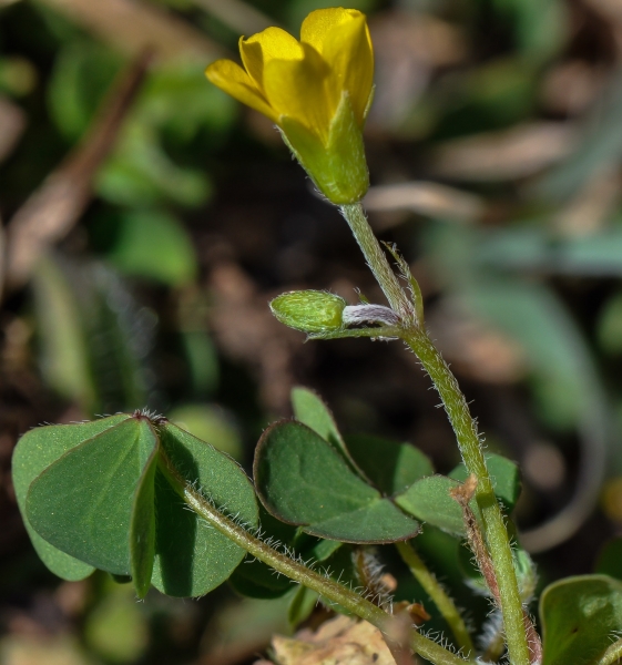 Pflanzenbild gross Gehörnter Sauerklee - Oxalis corniculata