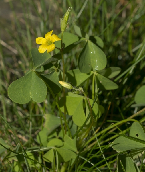 Pflanzenbild gross Aufrechter Sauerklee - Oxalis stricta