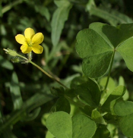 Pflanzenbild gross Aufrechter Sauerklee - Oxalis stricta
