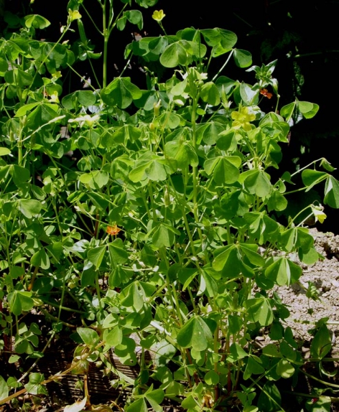 Pflanzenbild gross Aufrechter Sauerklee - Oxalis stricta