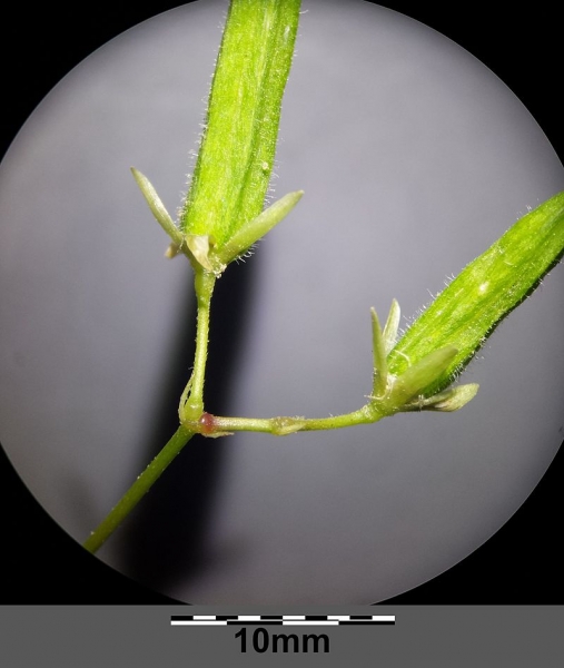 Pflanzenbild gross Aufrechter Sauerklee - Oxalis stricta