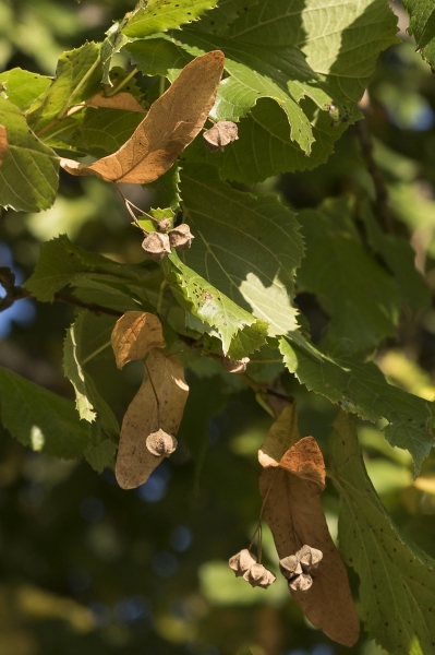 Pflanzenbild gross Sommer-Linde - Tilia platyphyllos